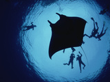 Manta Ray (MantaBirostris) Flower Garden Banks Nat'l Marine Sanctuary  Louisiana  Gulf of Mexico