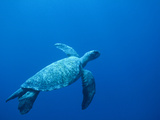 Green Sea Turtle (Chelonia Mydas) Endangered  Swimming Underwater  Cocos Island  Costa Rica