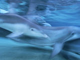 Bottlenose Dolphin (Tursiops Truncatus) Group in Motion  Hawaii