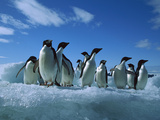 Adelie Penguin (Pygoscelis Adeliae) Group on Iceberg  Paulet Island  Antarctica