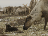 A Reindeer Cow Approaches Her Newborn Calf Lying in the Tundra