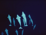 Beluga Whale (Delphinapterus Leucas) Curious Pod at 200 Foot Depth  Lancaster Sound  Canada