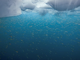 Krill are the Foundation of the Entire South Georgia Food Chain