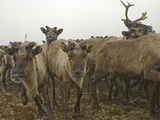 A Herd of Domesticated Reindeer Charges across the Tundra Near Snopa