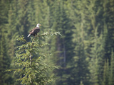 Bald Eagle Perched in the Top of an Evergreen Tree