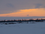 Sunset over a Taiga Forest of Spruce Birch That Grow Next to Streams