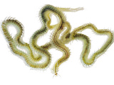 A Polychaete Worm Collected from a Sample of Coral Reef