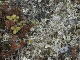 Mosses  Lichens and Tiny Lingonberry Bushes of Russia's Arctic Tundra