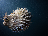 A Puffer Fish Inflates Itself to Protect Itself from Danger