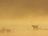 Grizzly Bear (Ursus Arctos Horribilis) with Seagulls at Brooks River  Katmai Nat'l Park  Alaska