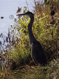 A Heron in Tall Grass Stares Toward Water in a Pond