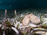 An Octopus Searching for Prey