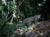 A Motion-Triggered Camera Caught This Leopard Preying on Chimpanzees