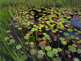 Pond with Lily Pads and Grasses  Cape Cod  Massachusetts