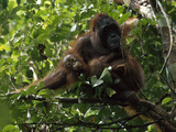 A Female Orangutan  Pongo Pygmaeus  and Her Baby Sit in a Tree