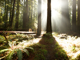 Bull Creek Flats  Home to Many of the Tallest Redwood Trees on Earth