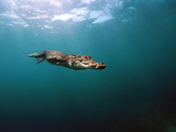 Saltwater Crocodile (Crocodylus Porosus) Swimming Underwater  Oro Bay  Papua New Guinea