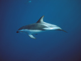 Dusky Dolphin (Lagenorhynchus Obscurus) Swimming  Underwater  New Zealand