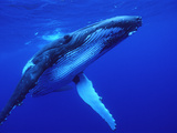 Humpback Whale (Megaptera Novaeangliae) Swimming  Underwater  Tonga