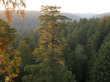 Ecologists Spend the Night in a Newly Discovered Giant Redwood Tree