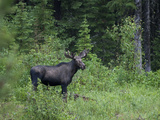 Portrait of a Northwestern Moose  Alces Alces Andersoni