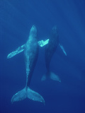 Humpback Whale (Megaptera Novaeangliae) Underwater  Hawaii