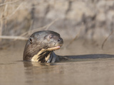 An Endangered Neotropical River Otter  Lontra Longicandis