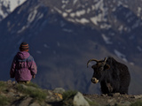 A Ladakhi Person Approaches a Yak in the Zanskar Valley