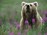 Brown or Grizzly Bear (UrsusArctos) and Fireweed (ChamerionAngustifolium)  Katmai Nat'lPark  Alaska