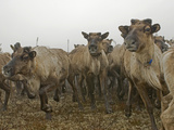A Herd of Domesticated Reindeer Charges across the Tundra Near Snopa