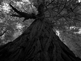 An over 300 Foot Giant Redwood Tree