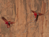 Pair of Green-Winged Macaws  Ara Chloropterus  in Flight