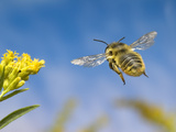 Leaf-Cutting Bee (Megachile Sp) and Goldenrod Flower (Solidago Sp)  North America