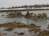 A Nomadic Komi Reindeer Herder Takes His Sled Through a Meltwater Bog