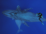 Humpback Whale (Megaptera Novaeangliae)  Nat'l Marine Sanctuary (Photo Obtained under NMFS Permit)