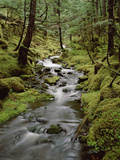 Creek in Temperate Rainforest Along Eyak Lake  Cordova  Alaska