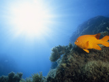 Garibaldi Fish and Sunlight in a Reef