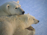Polar Bear (Ursus Maritimus) and Cub at Dawn  Churchill  Manitoba  Canada