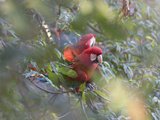 Pair of Green-Winged Macaws  Ara Chloropterus  Perched in a Tree