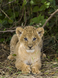 African Lion (Panthera Leo) Five Week Old Cub  Vulnerable  Masai Mara Nat'l Reserve  Kenya