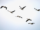A Flock of Australian Pelicans Fly Against an Overcast Sky