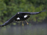 Great Black Hawk (Buteogallus Urubitinga) Hunting  Pantanal  Brazil