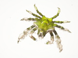 A Halimeda Crab Collected from a Sample of Coral Reef