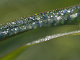 Grass with Dew Drops  Australia