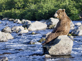 Brown Bear (Ursus Arctos) Sitting on Rock in River  Kamchatka  Russia