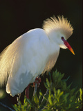 Cattle Egret (Bubulcus Ibis) in Breeding Plumage  Florida
