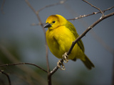 A Taveta Golden Weaver  Ploceus Castaneiceps  at the San Antonio Zoo