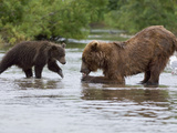 Brown Bear (Ursus Arctos) Mother Eating Salmon with Cub Approaching  Kamchatka  Russia