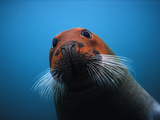 Bearded Seal (Erignathus Barbatus) with Head Stained Red  Svalbard  Norway