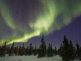 Northern Lights or Aurora Borealis over Boreal Forest  North America
